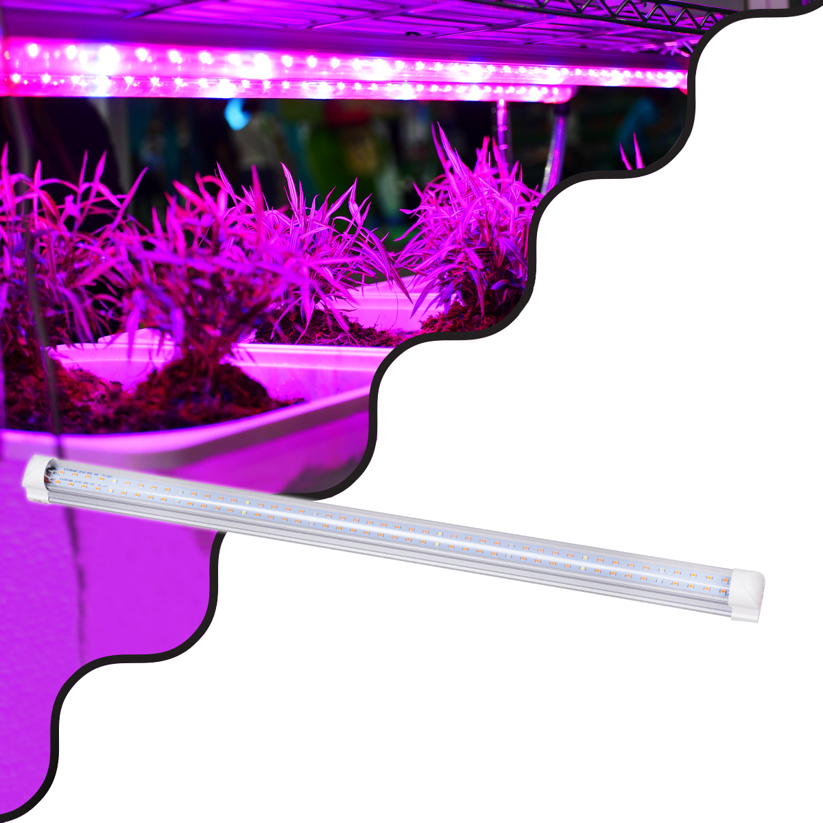 GloboStar® 85961 Linear Grow Light Full Spectrum LED Γραμμικό Φωτιστικό Ανάπτυξης Φυτών Θερμοκηπίου 60cm SMD 2835 40W 160° AC230V IP54 Εσωτερικού Χώρου για Κάλυψη Επιφάνειας 0.6m x 0.6m Πλήρους Φάσματος Φωτισμού - Image 2