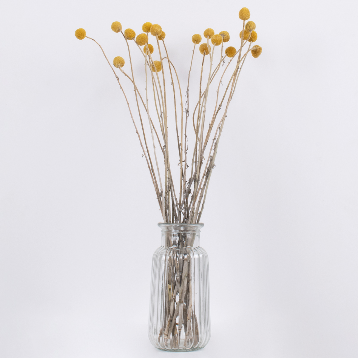 GloboStar® GRASPEDIA 36532 Αποξηραμένο Φυτό Κρασπέδια Φ2cm - Μπουκέτο Διακοσμητικών Κλαδιών Μπεζ - Κίτρινο Υ70cm - Σετ 20 τμχ - Image 3